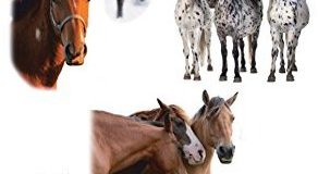 Avery Zweckform 55973 Kinder Sticker Pferde 18 Aufkleber